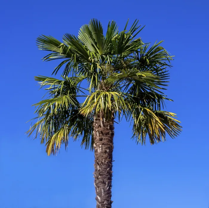 Gerahmter Druck : Palme am blauen Himmel Gerahmter Druck : Palme am blauen Himmel