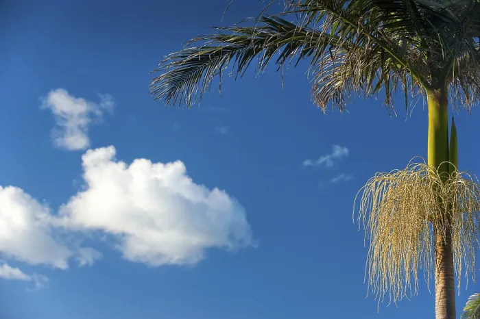 Gerahmter Druck : Palmenbaum in blauem Himmel mit Wolke. Gerahmter Druck : Palmenbaum in blauem Himmel mit Wolke.