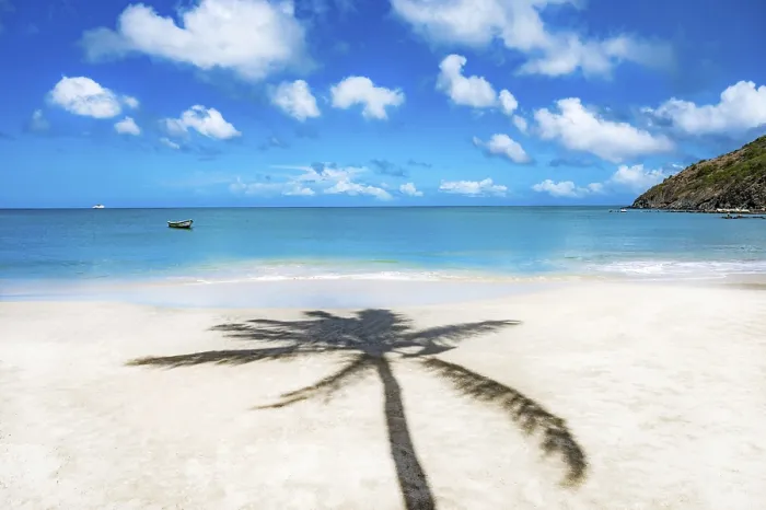 Gerahmter Druck : Ein Palmenbaum wirft einen Schatten auf der Strand.