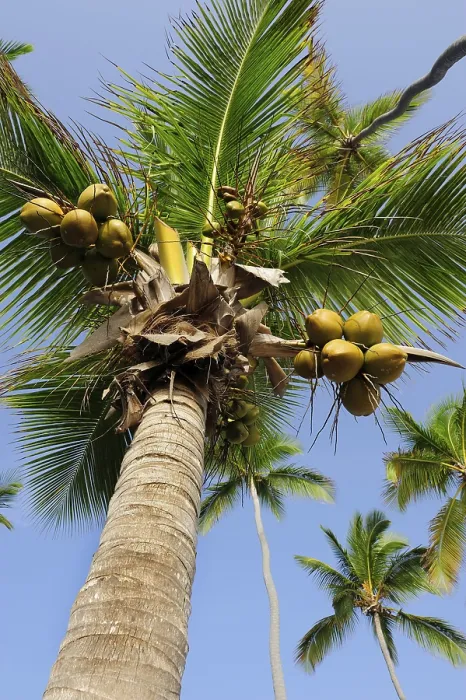 Gerahmter Druck : Palmenbaum mit Kokosnüssen (Cocos nucifera) Gerahmter Druck : Palmenbaum mit Kokosnüssen (Cocos nucifera)