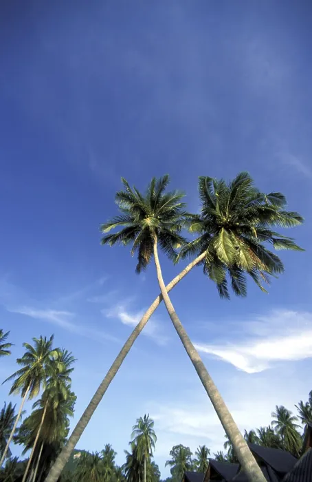 Gerahmter Druck : Palm tree crossing Gerahmter Druck : Palm tree crossing