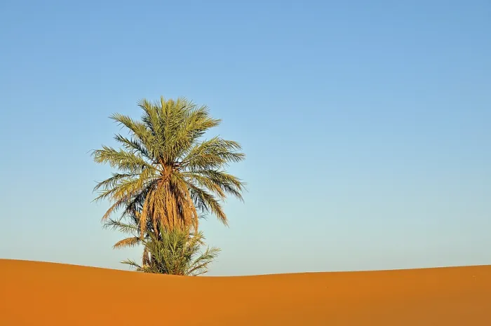 Gerahmter Druck : Palmenbaum im Wüstengebiet von Erg Chebbi. Gerahmter Druck : Palmenbaum im Wüstengebiet von Erg Chebbi.