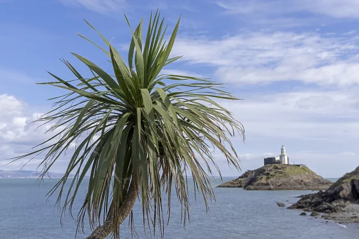 Gerahmter Druck : Palmendienst, Leuchtturm, Mumbles Head Gerahmter Druck : Palmendienst, Leuchtturm, Mumbles Head