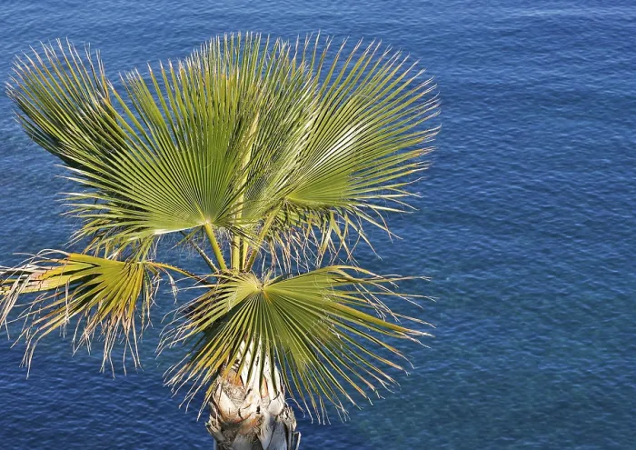 Gerahmter Druck : Palmenbaum vor dem Ozean. Gerahmter Druck : Palmenbaum vor dem Ozean.