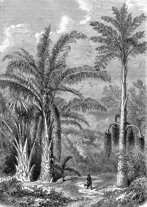 Gerahmter Druck : Die Malabar-Palme Gerahmter Druck : Die Malabar-Palme