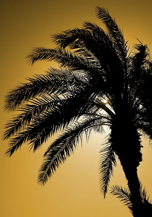Gerahmter Druck : Palmenbaum schattiert gegen das Licht. Gerahmter Druck : Palmenbaum schattiert gegen das Licht.