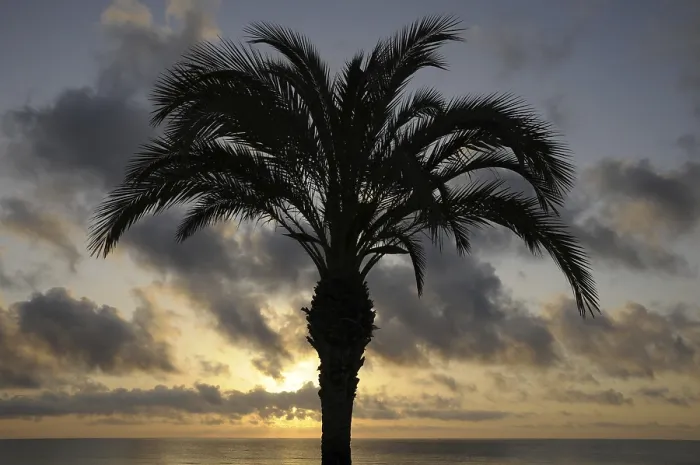 Gerahmter Druck : Palmenbaum bei Sonnenaufgang. Gerahmter Druck : Palmenbaum bei Sonnenaufgang.