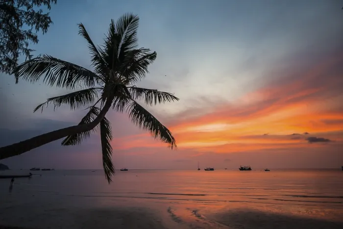 Gerahmter Druck : Palmenbaum am Sonnenuntergang, am Meer. Gerahmter Druck : Palmenbaum am Sonnenuntergang, am Meer.