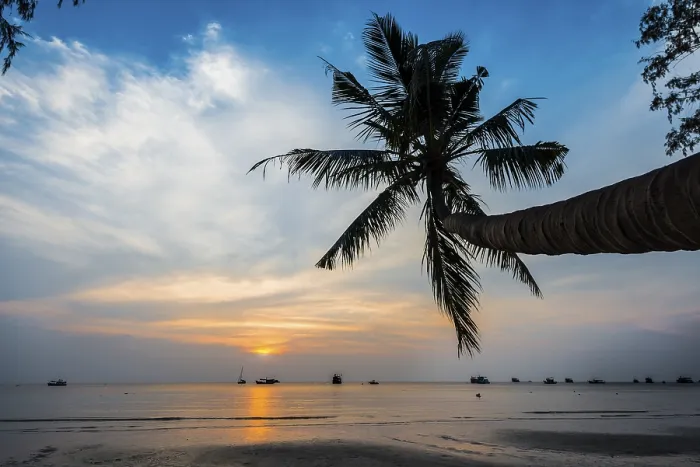 Gerahmter Druck : Palmenbaum am Sonnenuntergang, am Meer.