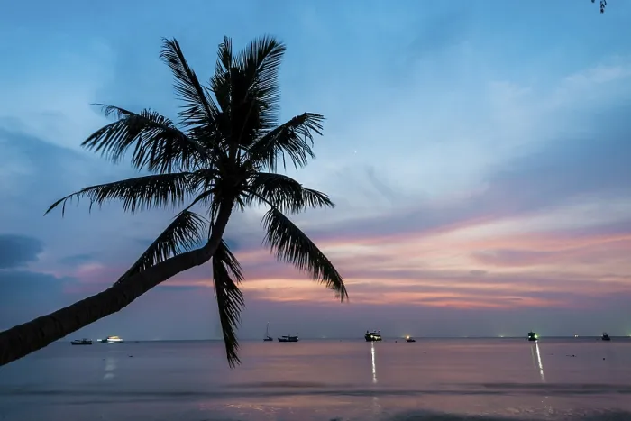 Gerahmter Druck : Palmenbaum am Sonnenuntergang, am Meer.