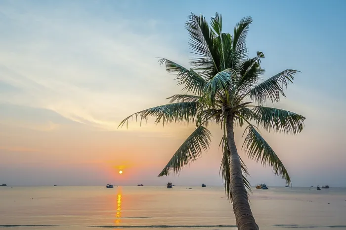 Gerahmter Druck : Palmenbaum am Sonnenuntergang am Meer. Gerahmter Druck : Palmenbaum am Sonnenuntergang am Meer.