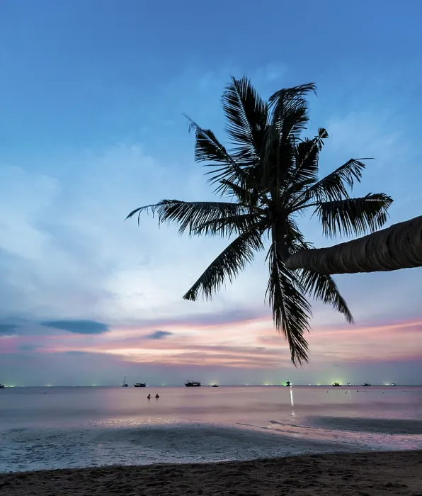 Gerahmter Druck : Palmenbaum am Sonnenuntergang, am Meer. Gerahmter Druck : Palmenbaum am Sonnenuntergang, am Meer.