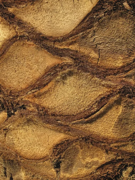 Gerahmter Druck : Palmenschnurzstück Nahansicht-Textur.