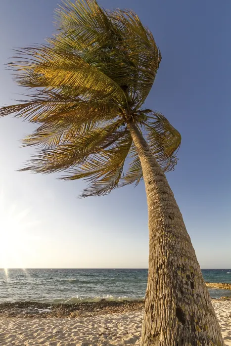 Gerahmter Druck : Palmenbaum im Wind am Strand, Kuba. Gerahmter Druck : Palmenbaum im Wind am Strand, Kuba.
