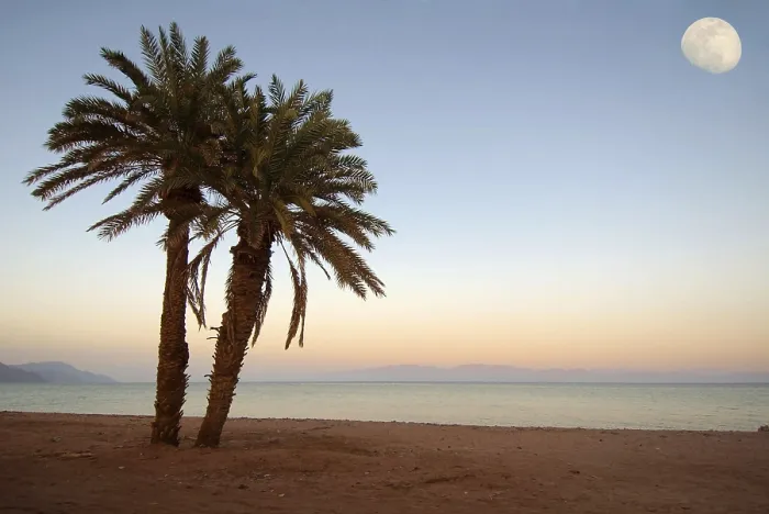 Gerahmter Druck : Zwei Palmen am Strand, Mond. Gerahmter Druck : Zwei Palmen am Strand, Mond.