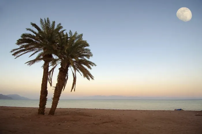 Gerahmter Druck : Zwei Palmen am Strand, Mond. Gerahmter Druck : Zwei Palmen am Strand, Mond.