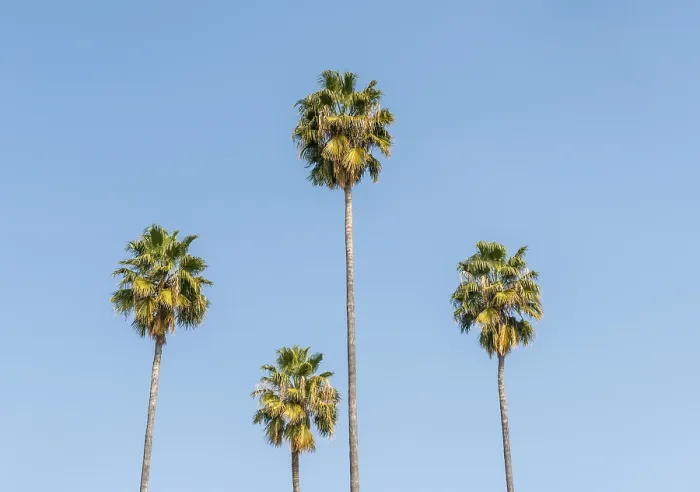 Gerahmter Druck : Vier Palmen vor einem blauen Himmel, Sevilla, Spanien