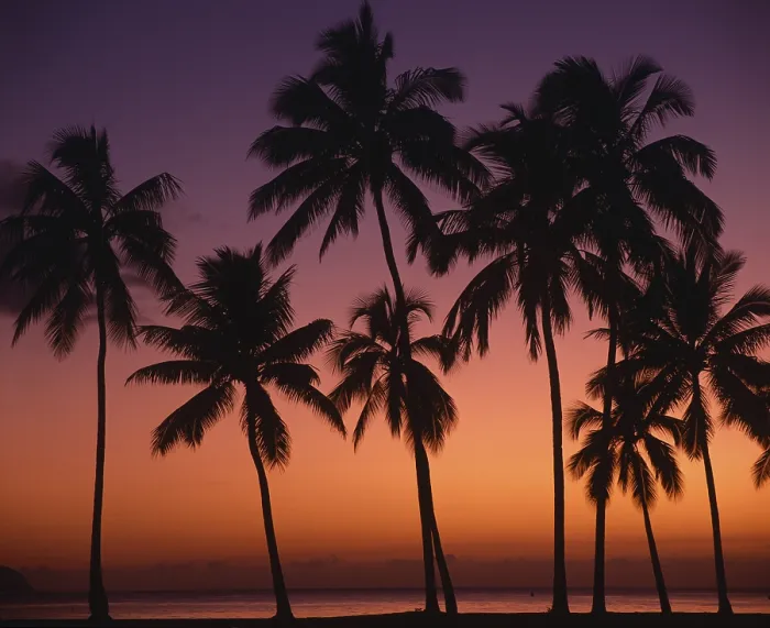 Gerahmter Druck : Palmengärten vor einem abendlichen Himmel in Hawaii