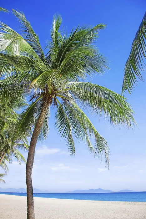 Gerahmter Druck : Palmen auf dem sandigen Strand. Gerahmter Druck : Palmen auf dem sandigen Strand.