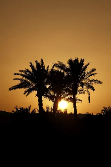 Gerahmter Druck : Palmen von El Gouna am Sonnenuntergang. Gerahmter Druck : Palmen von El Gouna am Sonnenuntergang.