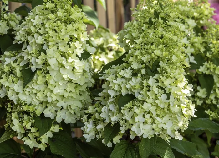 Gerahmter Druck : Hydrangea paniculata Gerahmter Druck : Hydrangea paniculata