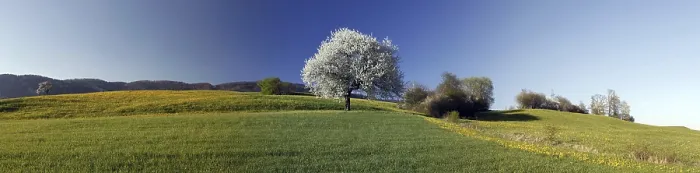 Gerahmter Druck : Panorama der Kirschblüte Gerahmter Druck : Panorama der Kirschblüte