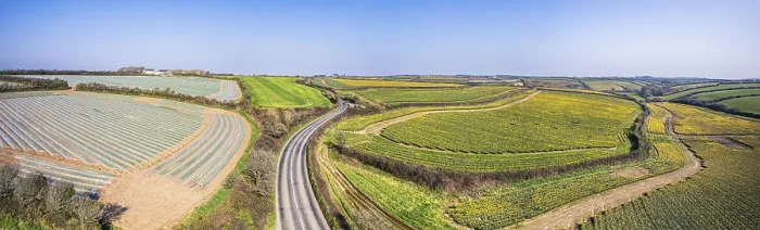 Gerahmter Druck : Panorama über Daffodil-Farm in Cornwall. Gerahmter Druck : Panorama über Daffodil-Farm in Cornwall.