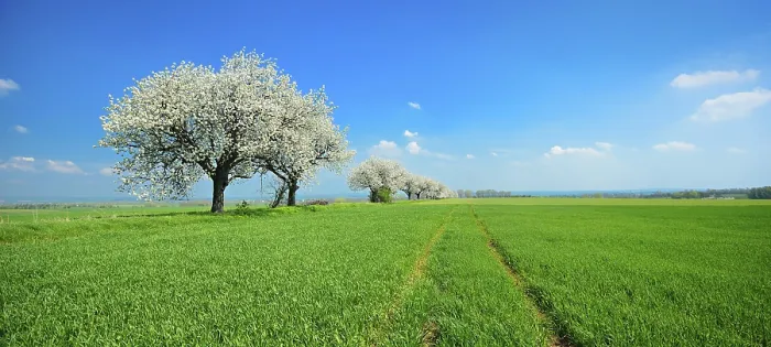 Gerahmter Druck : Panorama, grüne Felder im Frühling. Gerahmter Druck : Panorama, grüne Felder im Frühling.