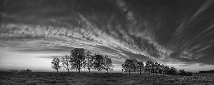 Gerahmter Druck : Panorama, Baumreihe im Nahen eines Wolkenfronts. Gerahmter Druck : Panorama, Baumreihe im Nahen eines Wolkenfronts.