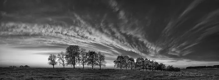 Gerahmter Druck : Panorama, Baumreihe im Nahen eines Wolkenfronts. Gerahmter Druck : Panorama, Baumreihe im Nahen eines Wolkenfronts.