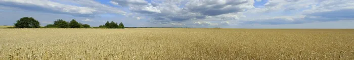 Gerahmter Druck : Panorama eines Weizenfeldes. Gerahmter Druck : Panorama eines Weizenfeldes.