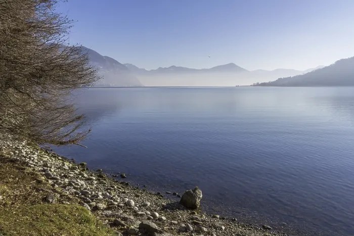 Gerahmter Druck : Panoramablick auf einen Baum am See. Gerahmter Druck : Panoramablick auf einen Baum am See.