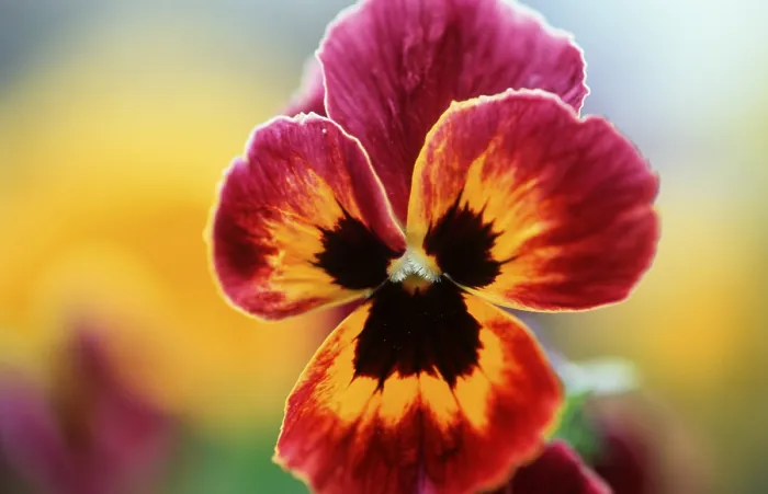 Gerahmter Druck : Pansy Gerahmter Druck : Pansy