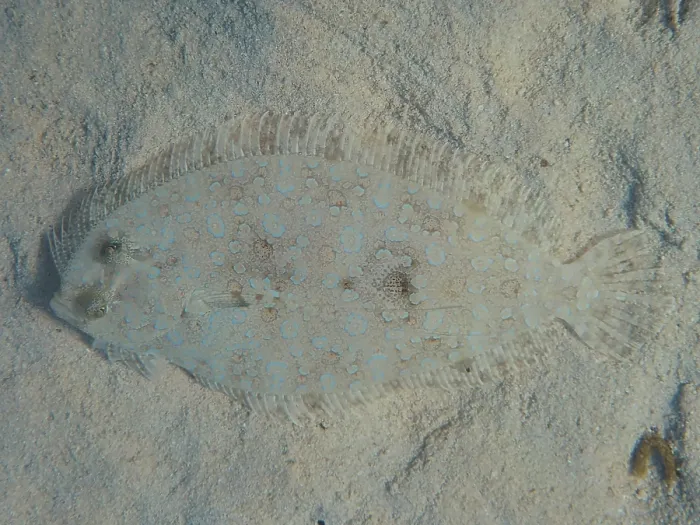 Gerahmter Druck : Pantherbutt (Bothus panthernius) in der Sandebene, Tauchplatz House Reef, Mangrovenbucht, El Quesir, Rotmeer, Ägypten Gerahmter Druck : Pantherbutt (Bothus panthernius) in der Sandebene, Tauchplatz House Reef, Mangrovenbucht, El Quesir, Rotmeer, Ägypten
