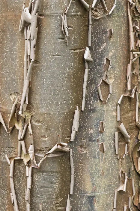Gerahmter Druck : Pappelbäumchen-Eiche (Acer griseum) Gerahmter Druck : Pappelbäumchen-Eiche (Acer griseum)