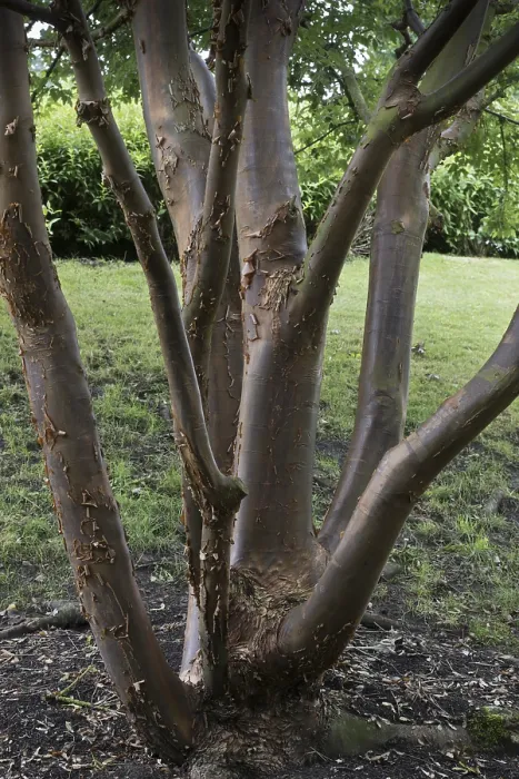 Gerahmter Druck : Kreuzblättrige Papierbuche (Acer griseum) Gerahmter Druck : Kreuzblättrige Papierbuche (Acer griseum)