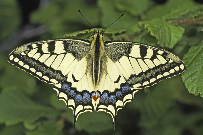 Gerahmter Druck : Papilio machaon, Schwalbenschwanz. Gerahmter Druck : Papilio machaon, Schwalbenschwanz.