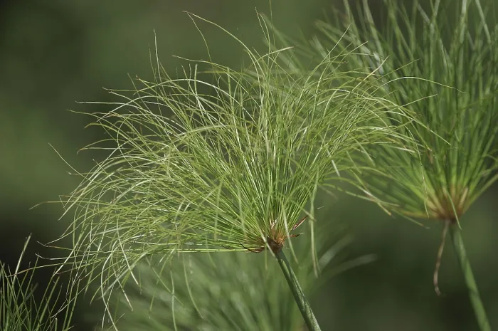 Gerahmter Druck : Papyrus (Cyperus papyrus) Gerahmter Druck : Papyrus (Cyperus papyrus)