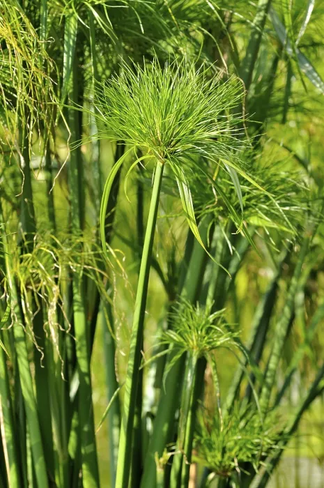 Gerahmter Druck : Papyrus-Segge (Cyperus papyrus) Gerahmter Druck : Papyrus-Segge (Cyperus papyrus)