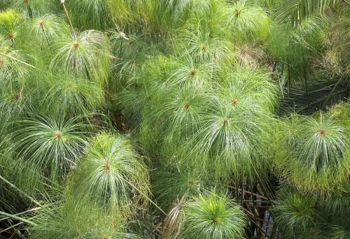 Gerahmter Druck : Papyrus-Segge (Cyperus papyrus) Gerahmter Druck : Papyrus-Segge (Cyperus papyrus)