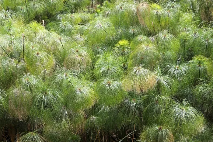Gerahmter Druck : Papyrus-Segge (Cyperus papyrus) Gerahmter Druck : Papyrus-Segge (Cyperus papyrus)