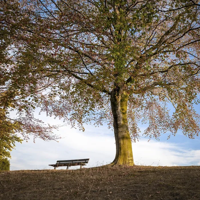 Gerahmter Druck : Bänkchen unter einem Herbstbaum. Gerahmter Druck : Bänkchen unter einem Herbstbaum.