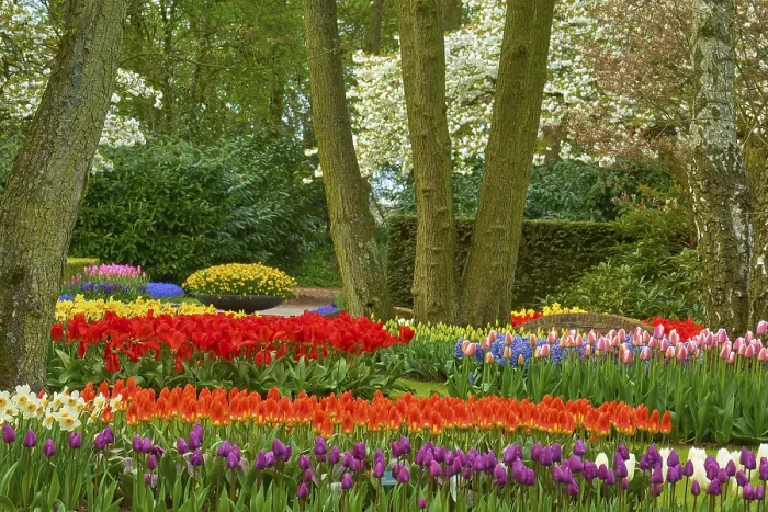 Gerahmter Druck : Park mit blühenden Blumenfeldern. Gerahmter Druck : Park mit blühenden Blumenfeldern.