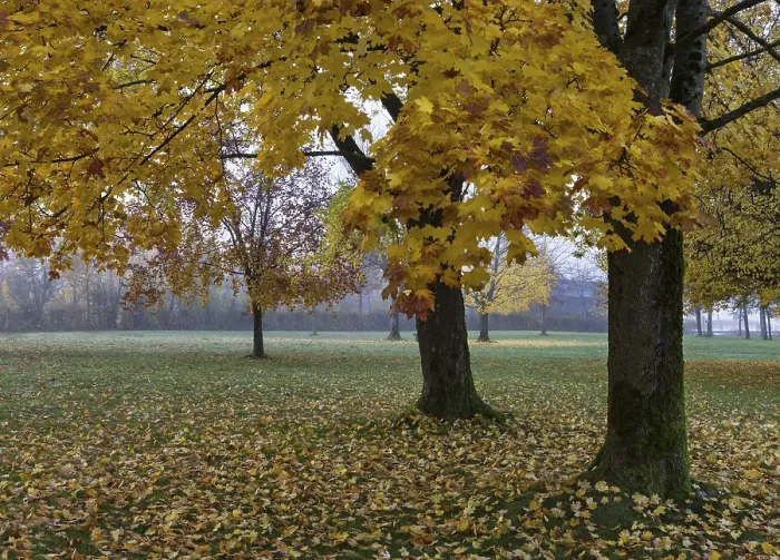 Gerahmter Druck : Park mit bunten Ahornbäumen. Gerahmter Druck : Park mit bunten Ahornbäumen.