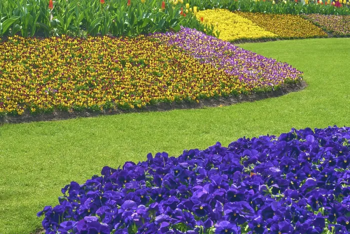 Gerahmter Druck : Park mit Blumenfeldern, Frühling. Gerahmter Druck : Park mit Blumenfeldern, Frühling.