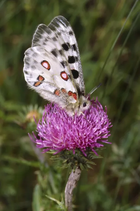 Gerahmter Druck : Der Parnassius Apollo Gerahmter Druck : Der Parnassius Apollo