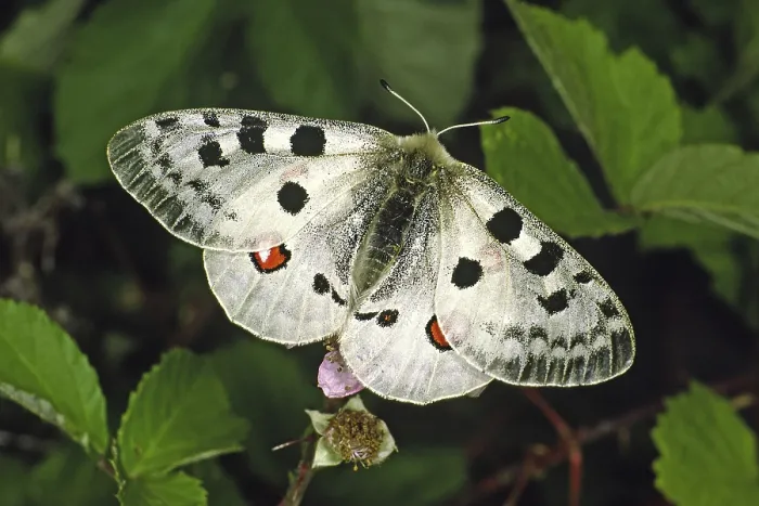 Gerahmter Druck : Parnassius apollo viningensis Gerahmter Druck : Parnassius apollo viningensis