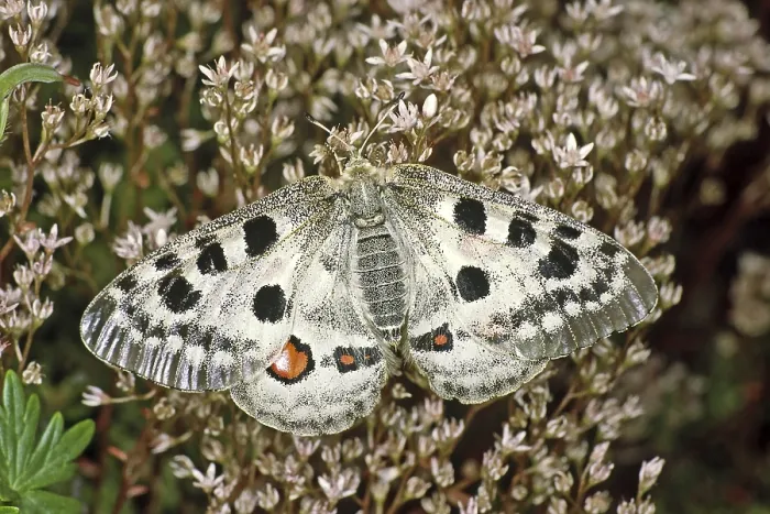 Gerahmter Druck : Parnassius apollo viningensis