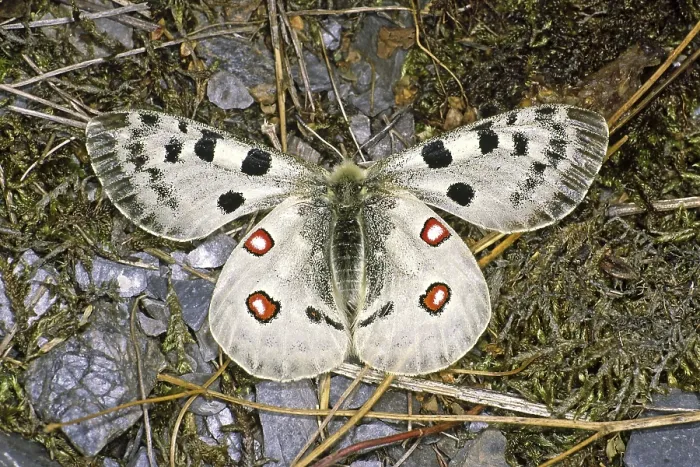 Gerahmter Druck : Parnassius apollo viningensis, Apollo Gerahmter Druck : Parnassius apollo viningensis, Apollo
