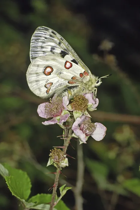 Gerahmter Druck : Parnassius apollo viningensis, Apollo